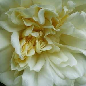 Онлайн магазин за рози - Бял - Стари рози-Kарнавални и тромпетни рози - среден аромат - Pоза Алберик Барбиер - Барбиер Фрер § Компани - Не е подходяща за северна страна,слаба почва и недостиг на хранителни вещества.
